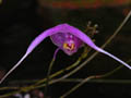 scaphosepalum