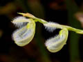 pleurothallis amphorana