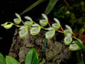 pleurothallis amphorana