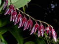 pleurothallis restrepioides