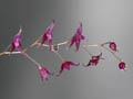 lepanthopsis astrophora
