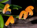 masdevallia maxilimax