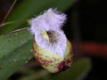 pleurothallia cypripedioides