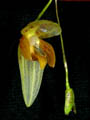 pleurothallis janetiae