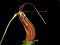 restrepia