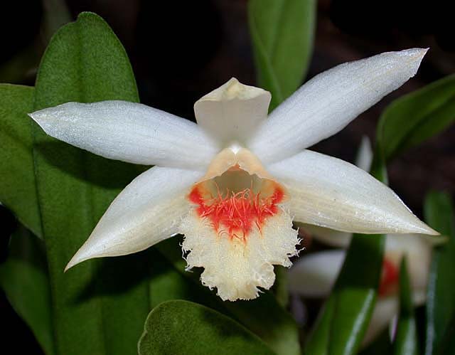 Dendrobium schrautii