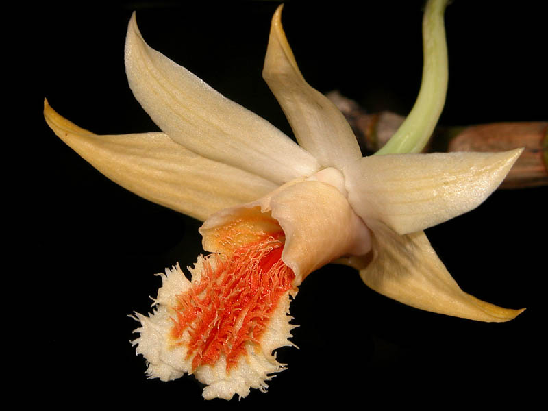 Dendrobium schrautii