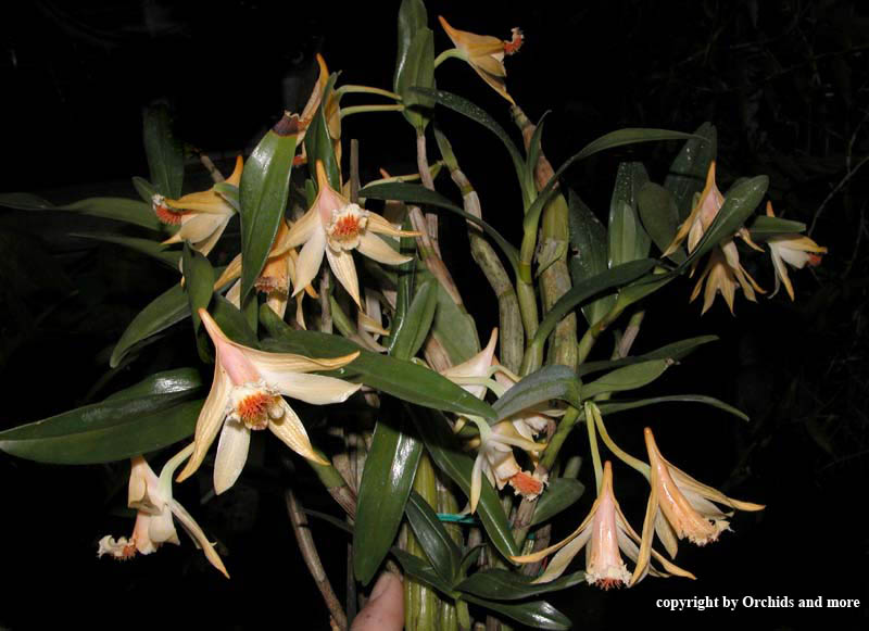 Dendrobium schrautii