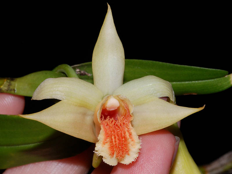 Dendrobium schrautii