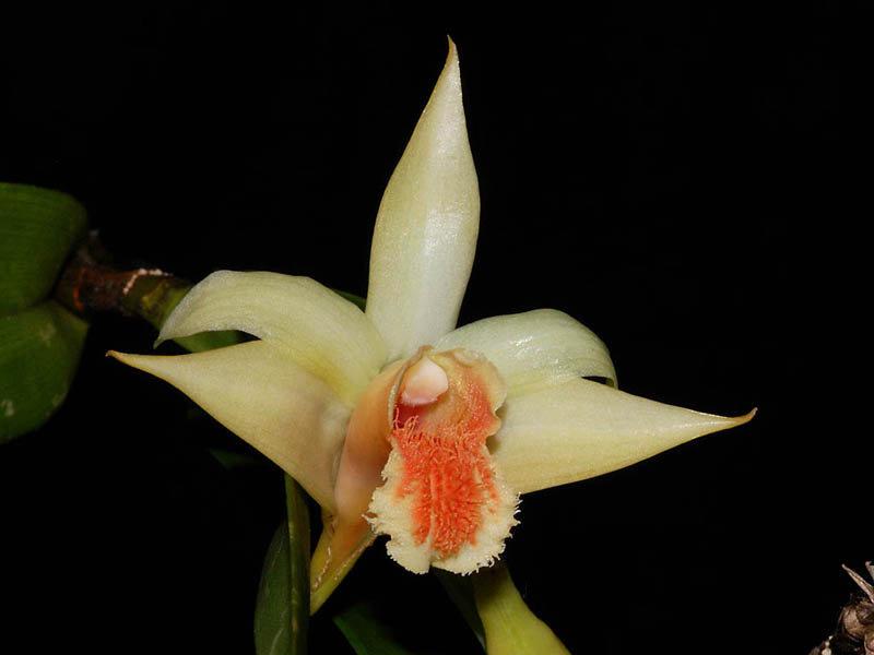 Dendrobium schrautii