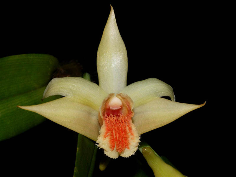 Dendrobium schrautii