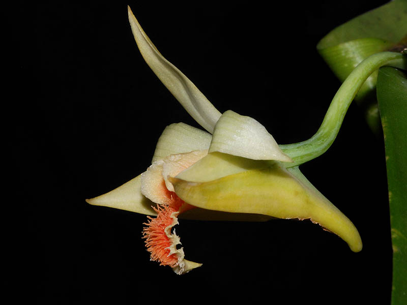 Dendrobium schrautii