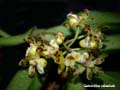 gastrochilus calceolaris
