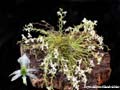 phymatidium tillandsioides