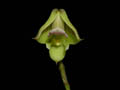 polystachia spec