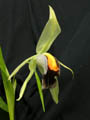 coelogyne