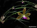 encyclia bracteata