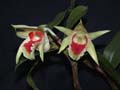 dendrobium suzuki