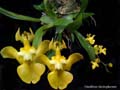 oncidium cheirophorum