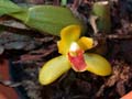 maxillaria rufescens