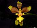 oncidium longipes