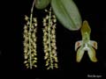 notylia spec