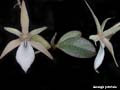 aerangis punktata