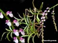 schoenorchis gemmata