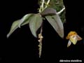 abdominea minimiflora