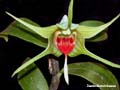 dendrobium tobaense