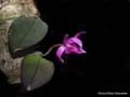meiracyllium trinasutum