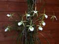 brassavola perinii