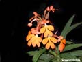 habenaria rhodocheila
