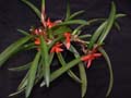 ceratostylis rubra