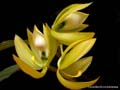 cycnoches herrenhusianum