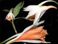 dendrobium spec