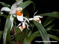 coelogyne ochracea x coelogyne lawrenceana