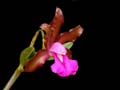 DSCN5571_klein