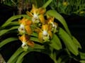 vanda denisoniana