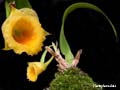 plectophora alata