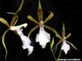 lemboglossum stellatum