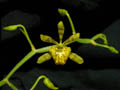 oncidium meirax