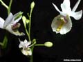 barkeria melanocaulon