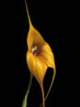 masdevallia hybride