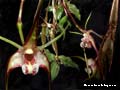 dendrobium tetragonum