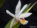 coelogyne ochracea