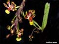 oncidium nanum