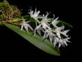 DSCN0198_klein