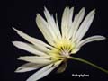 DSCN3594_klein