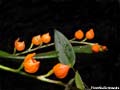 DSCN7007_klein